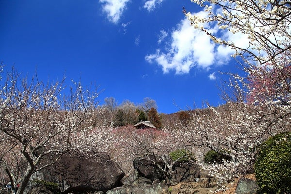 【京成船橋発】梅咲く筑波山と空中散歩!&旬のいちご狩り〈いばらキッス〉<コースNo.25-1125-A>(京成トラベル)1